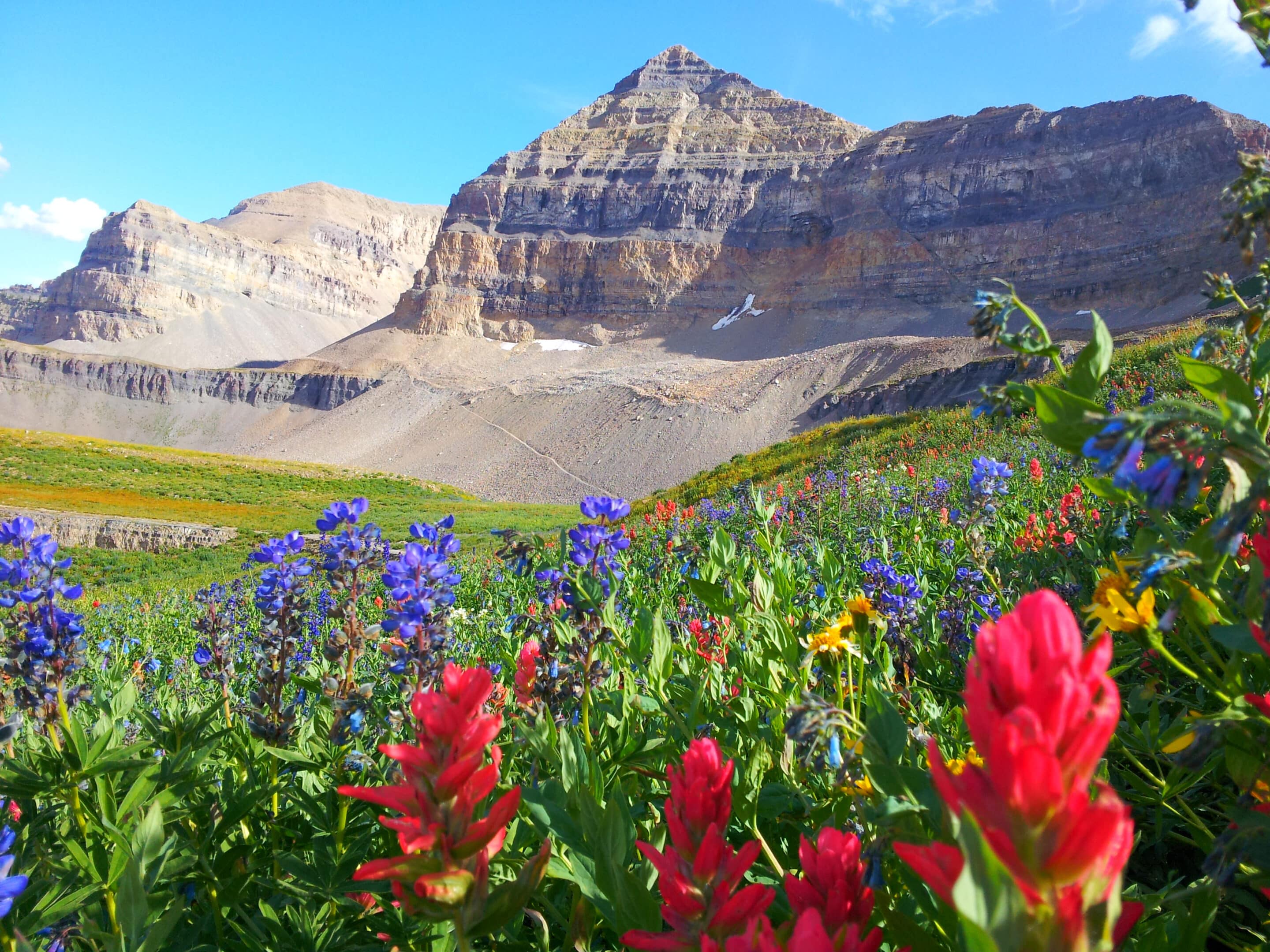 Wildflowers,In,August,At,Timp,Basin,,American,Fork,Canyon,,American