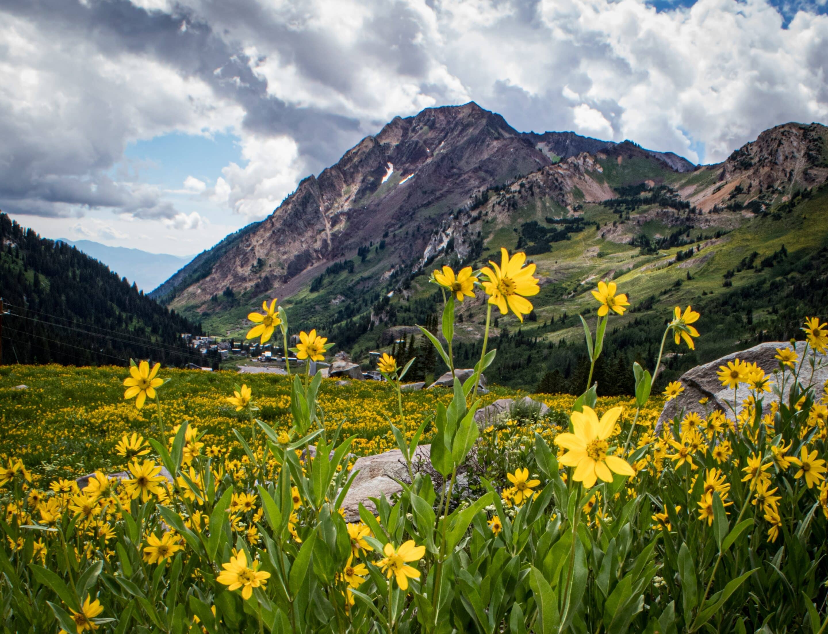 Mountain,Sunflowers,On,A,Cloudy,Day