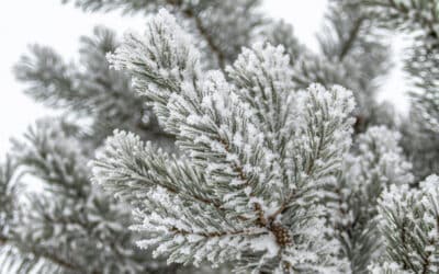 Why the Holidays Feel Different During Divorce (And How to Care for Yourself Through It)